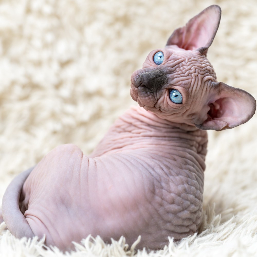 Sphynx