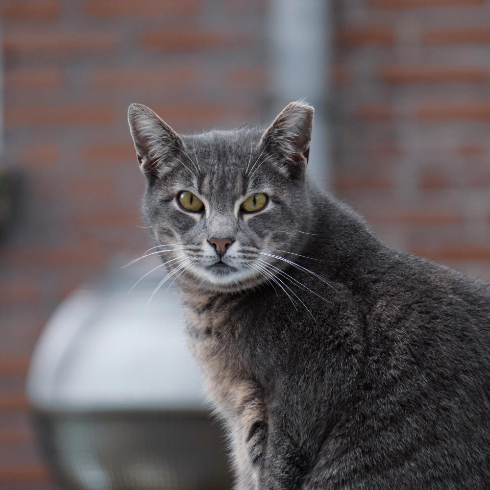 American Shorthair