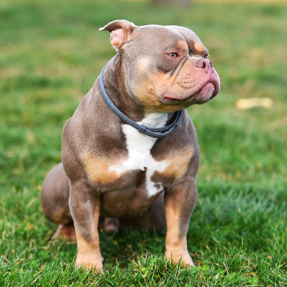 American Bully