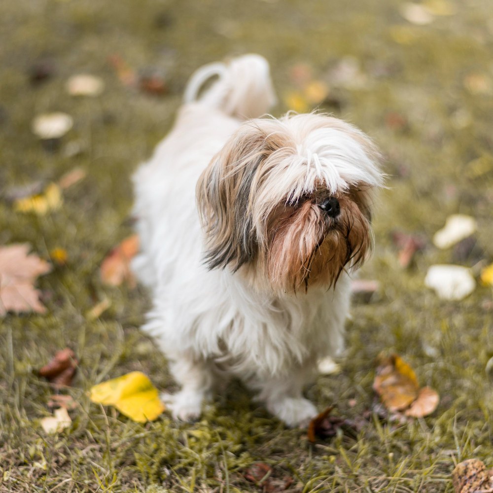 Shih Tzu