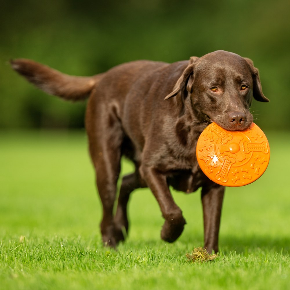 Labrador Retriever
