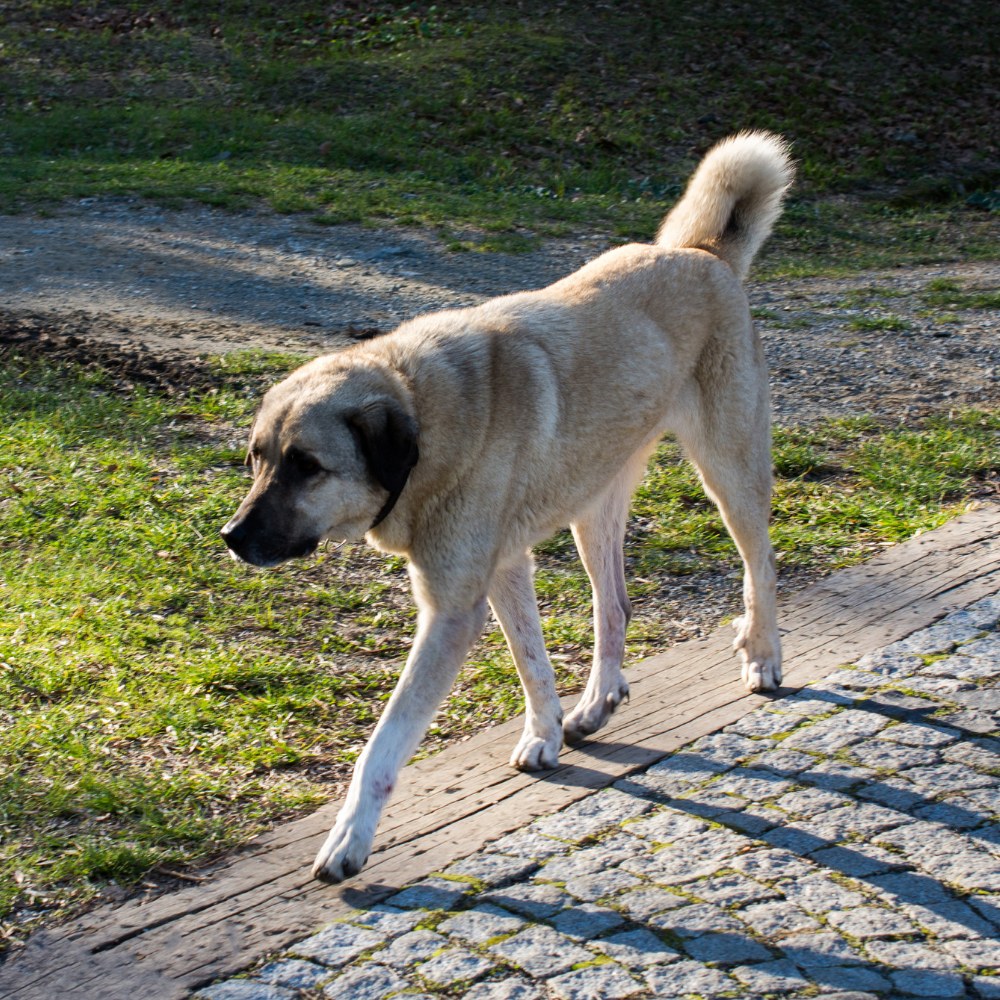 Kangal