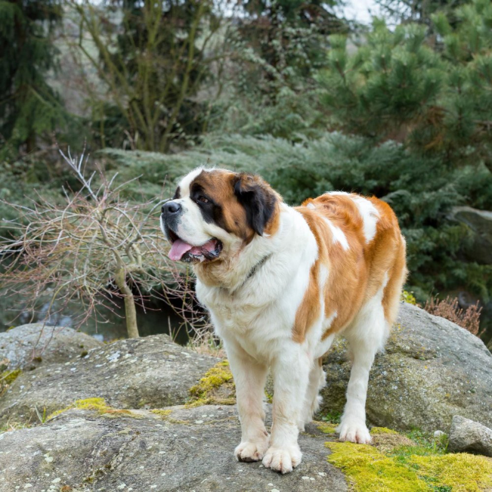 Saint Bernard