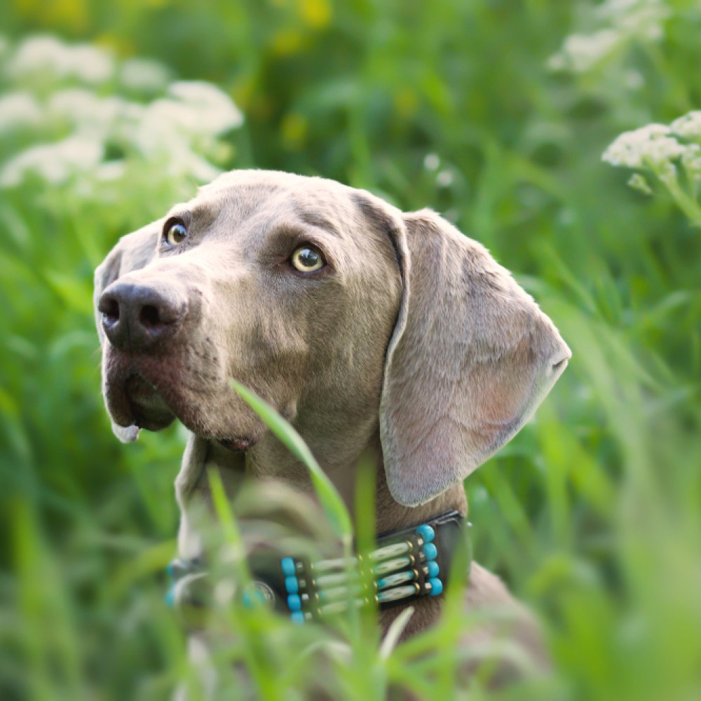 Weimaraner