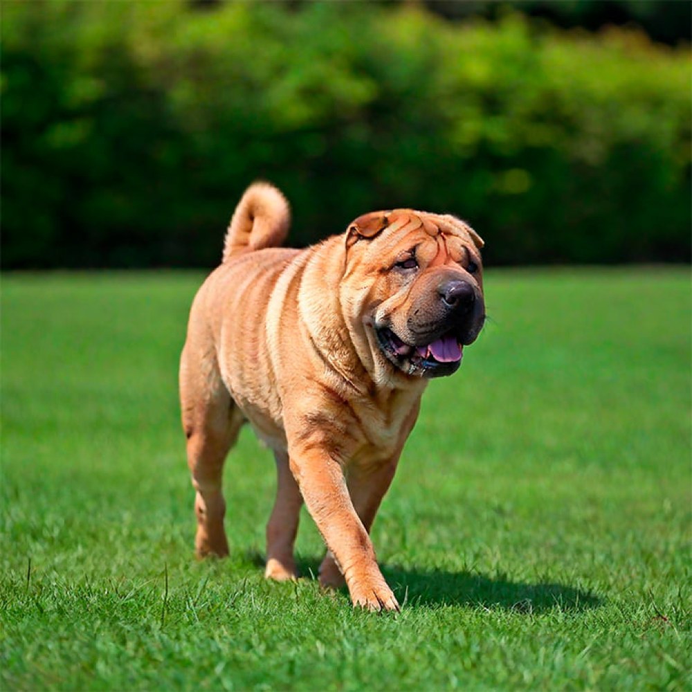 Shar Pei