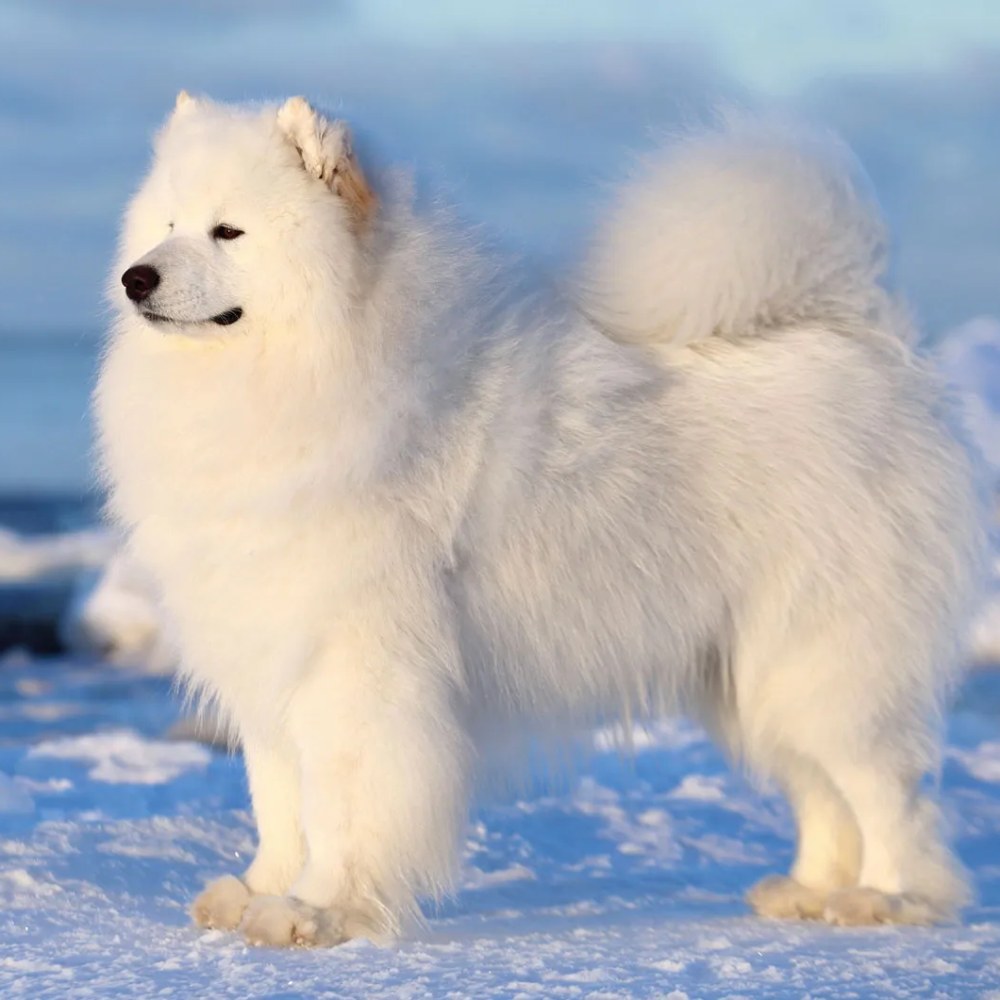Samoyed