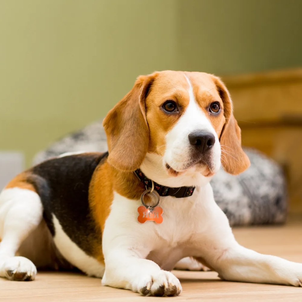 Beagle