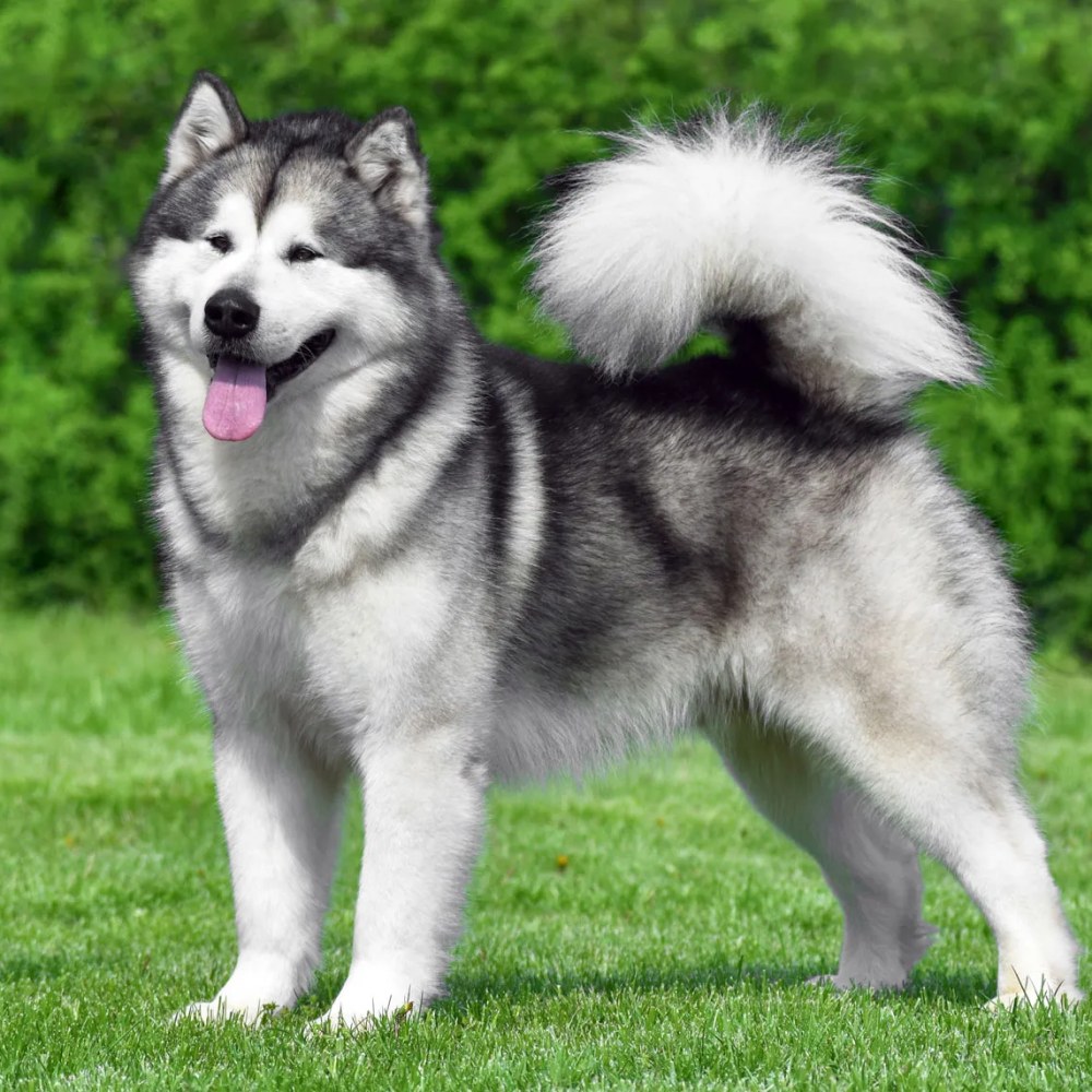 Alaska kurdu