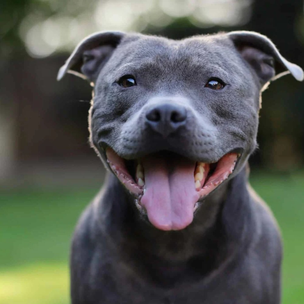 Staffordshire Bull Terrier
