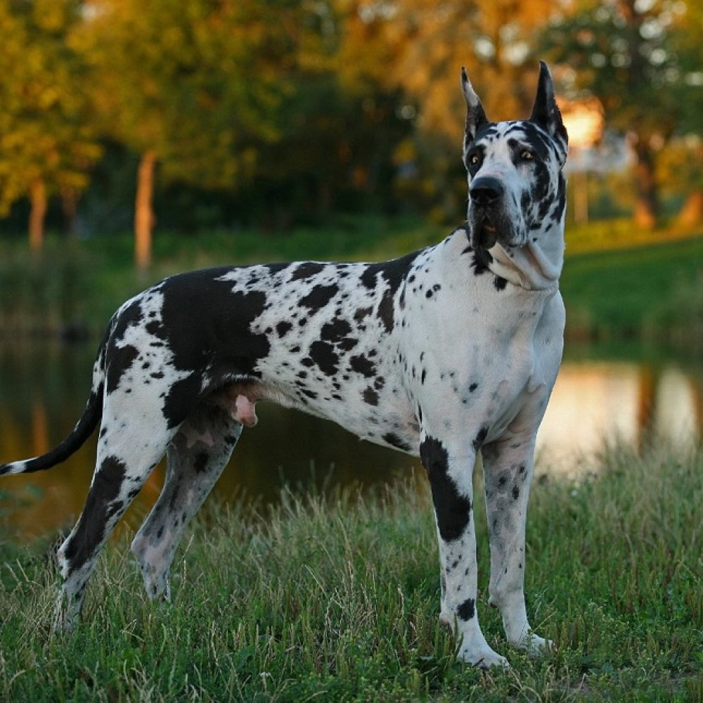 Great Dane (Danua)