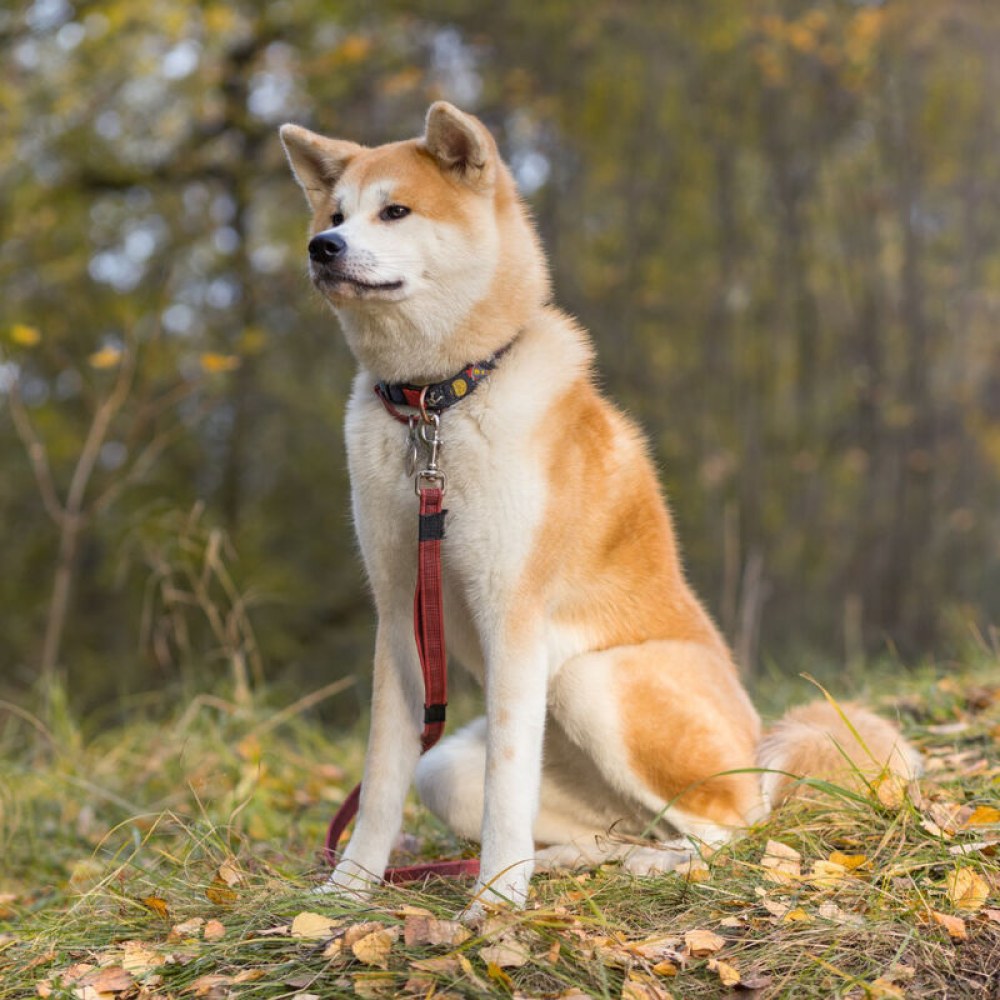 Akita