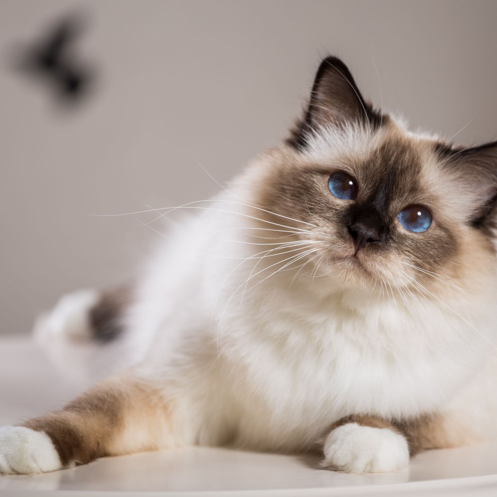 Birman