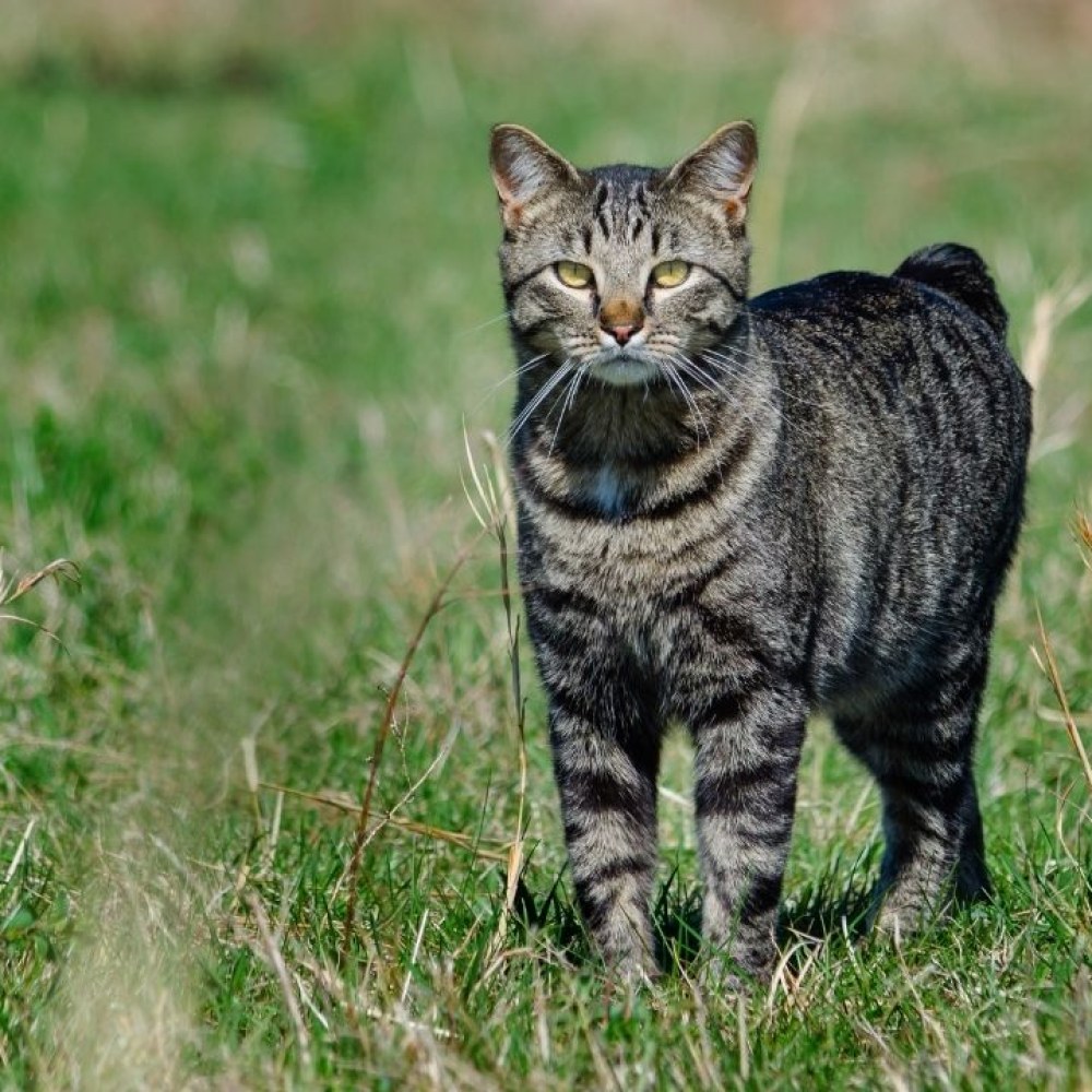 Manx