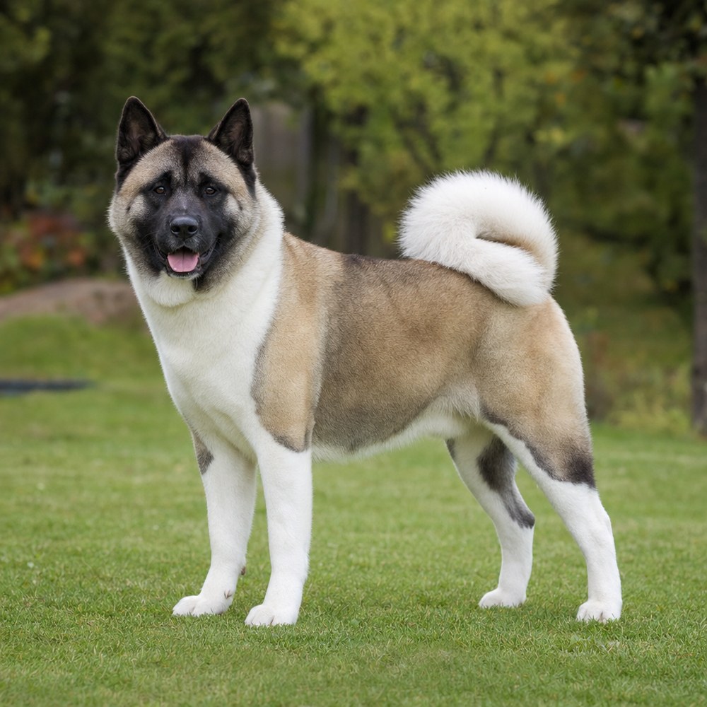 Amerikan Akita