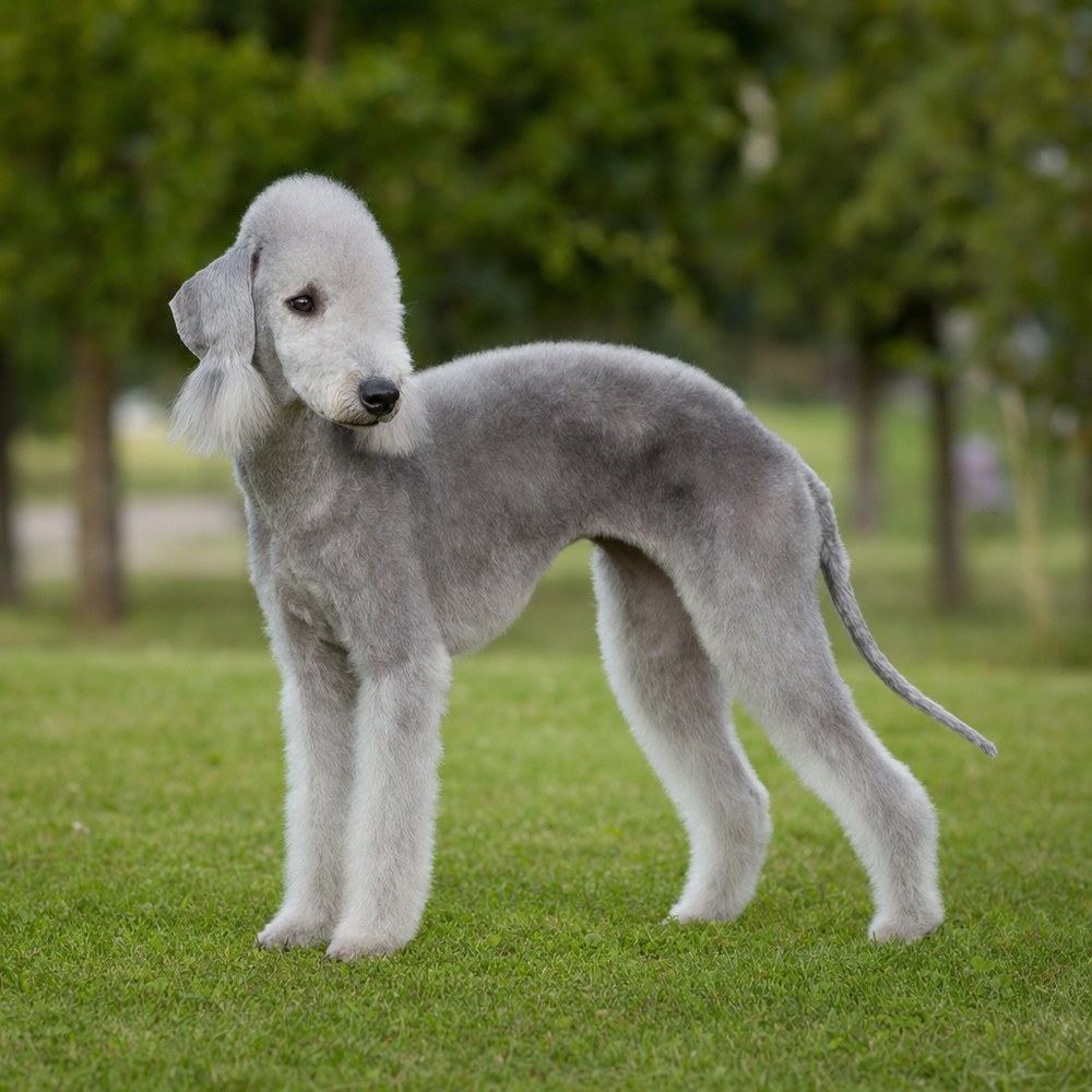 Bedlington Terrier