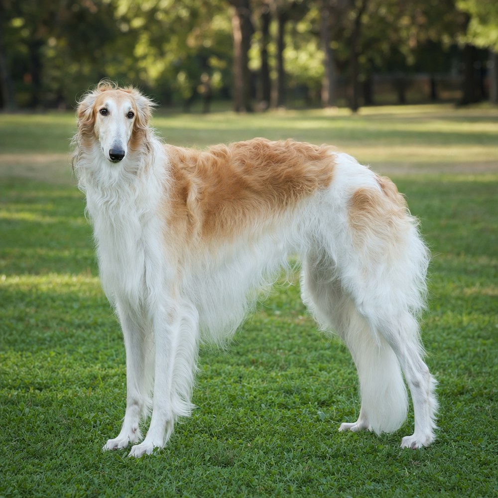 Borzoi