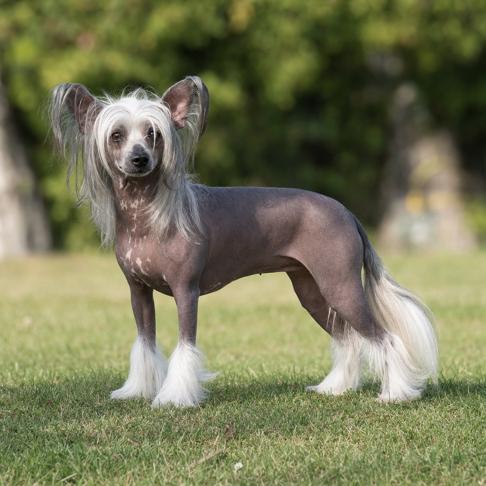 Çin Tepeli Köpeği