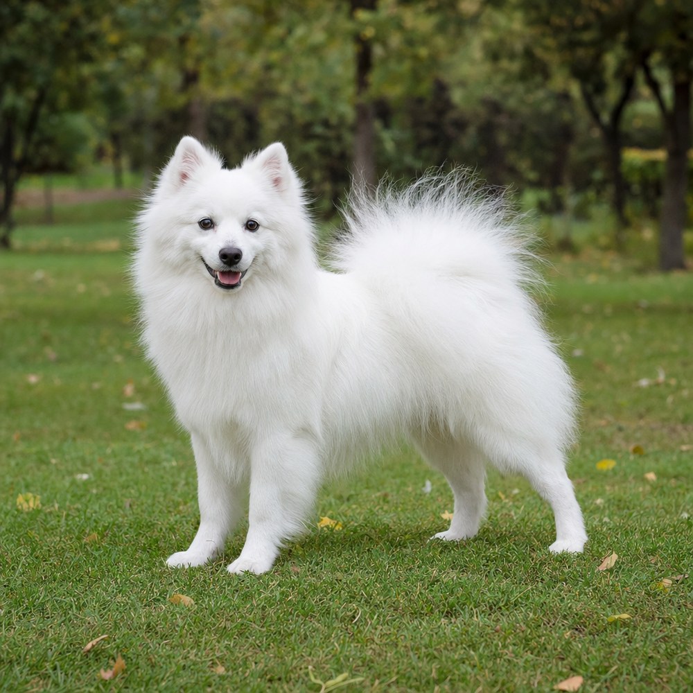 Japon Spitz
